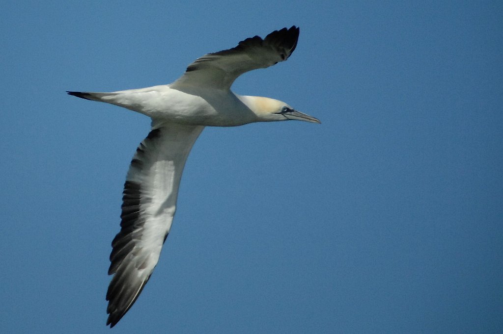 Gannet, Northern, 2010-01115029b New Smyrna Beach Dunes Park, FL.JPG - Northern Gannet. New Smyrna Beach Dunes Park, FL, 1-11-2010